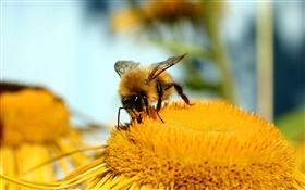 Pistil, flower, yellow, bee, macro photography HD wallpaper