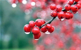 Red berries, twigs, dew HD wallpaper