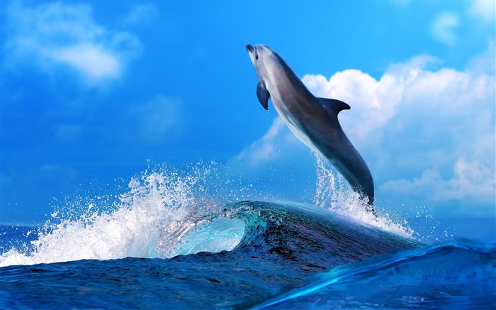 Sea animals, dolphin, jump, ocean Wallpapers Pictures Photos Images