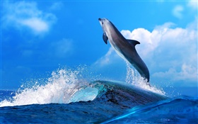 Sea animals, dolphin, jump, ocean HD wallpaper