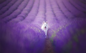 White dog in the lavender field HD wallpaper