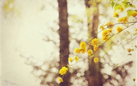 Yellow flowers, twigs, tree, bokeh HD wallpaper