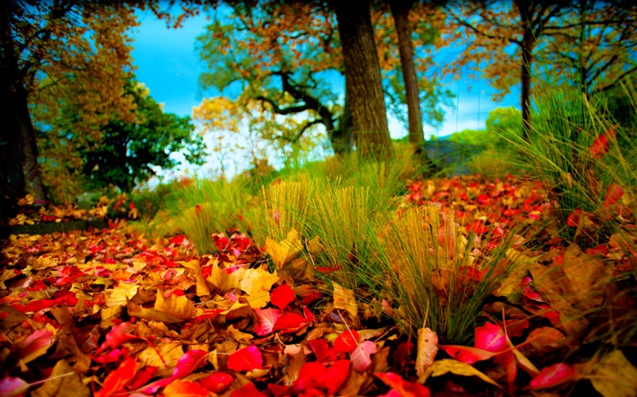 Autumn, red yellow leaves on ground Wallpapers Pictures Photos Images