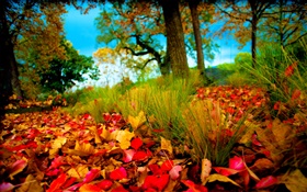 Autumn, red yellow leaves on ground HD wallpaper