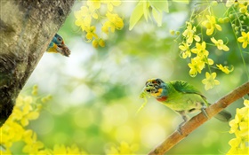Bird catch insect, flowers, tree HD wallpaper