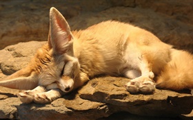 Cute fox sleep, rocks HD wallpaper
