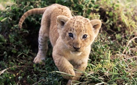 Cute little lion in grass