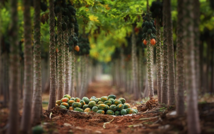 Fruits harvest, garden, trees Wallpapers Pictures Photos Images