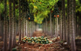 Fruits harvest, garden, trees