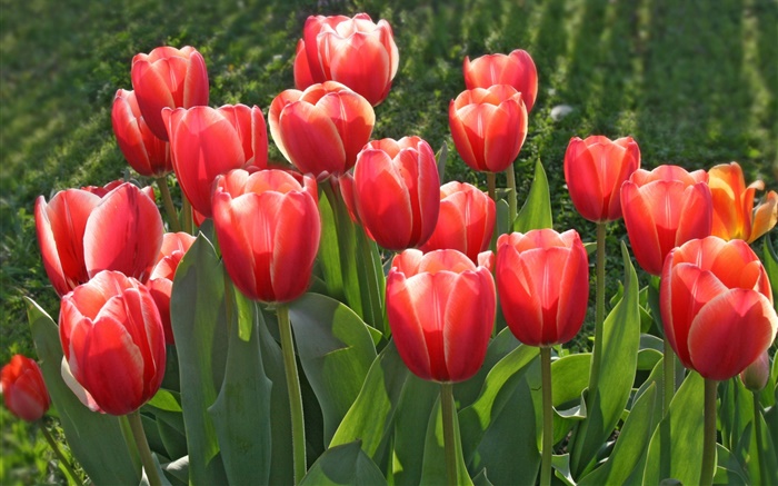 Garden flowers, red tulips Wallpapers Pictures Photos Images