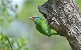 Green feathers bird, tree HD wallpaper
