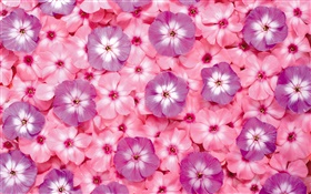 Many pink flowers, petals HD wallpaper