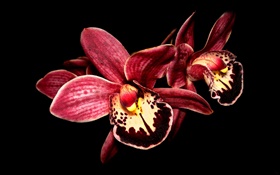 Pink orchid flower close-up, black background HD wallpaper