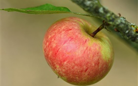 Red apple, branch, tree HD wallpaper