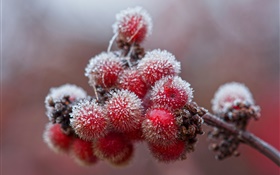 Red berries, crystals, ice, frost HD wallpaper