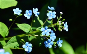 Small blue flowers, black background HD wallpaper