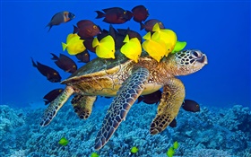 Turtle underwater, sea, tropical fish HD wallpaper