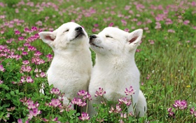 Two white puppies, flowers, grass HD wallpaper