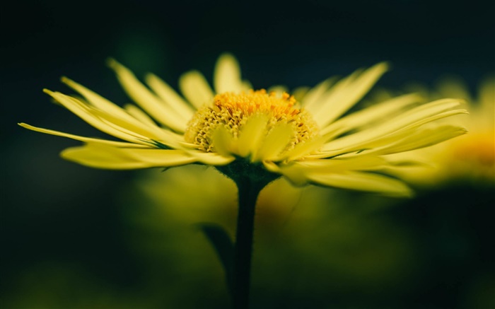 Yellow flower and petals Wallpapers Pictures Photos Images