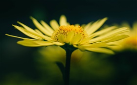 Yellow flower and petals HD wallpaper