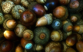 Autumn, acorns, nuts, fruit HD wallpaper
