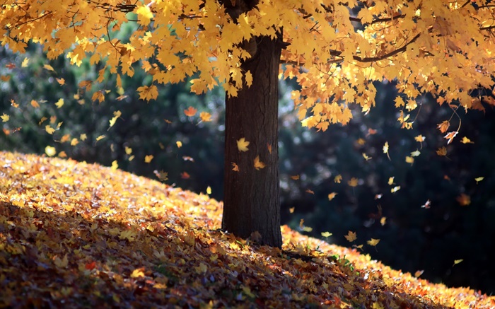 Autumn, single tree, yellow leaves Wallpapers Pictures Photos Images