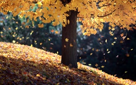 Autumn, single tree, yellow leaves HD wallpaper