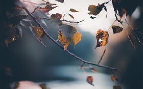 Autumn, twigs, yellow leaves, blurry background