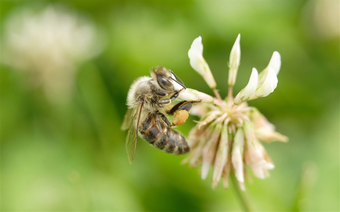Bee, flower, bokeh Wallpapers Pictures Photos Images