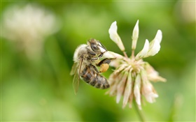 Bee, flower, bokeh HD wallpaper
