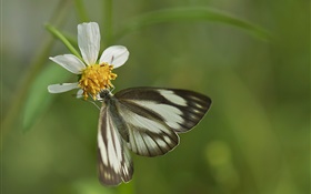 Black butterfly and white flower HD wallpaper