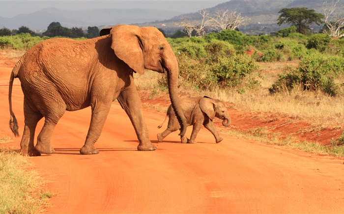 Elephants at savanna Wallpapers Pictures Photos Images