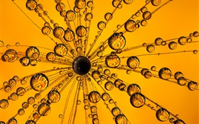 Flower macro photography, water droplets HD wallpaper