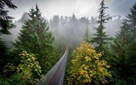 Forest morning, trees, fog, suspension bridge HD wallpaper
