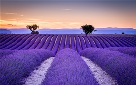 France, Provence, lavender fields, trees, purple style HD wallpaper