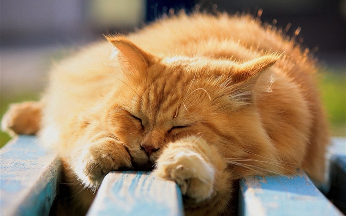 Furry cat in sleeping Wallpapers Pictures Photos Images