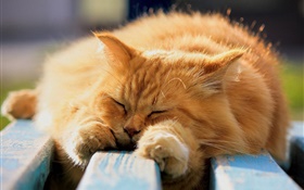 Furry cat in sleeping HD wallpaper