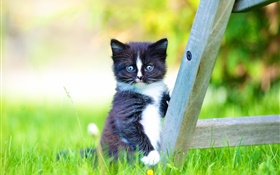 Furry pet, black kitten in the lawn HD wallpaper