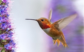 Hummingbird flying, wings HD wallpaper