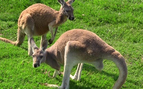 Kangaroos in the grass HD wallpaper