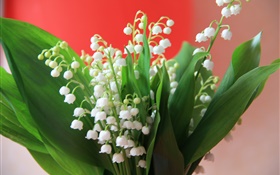 Lily of the valley, white flowers, green leaves HD wallpaper