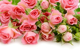 Many pink rose flowers HD wallpaper