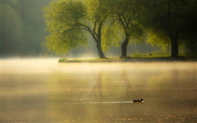 Morning, fog, trees, river, duck HD wallpaper