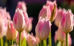 Pink tulips, flowers macro photography, spring HD wallpaper