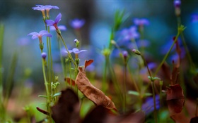 Purple little flowers close-up, bokeh HD wallpaper