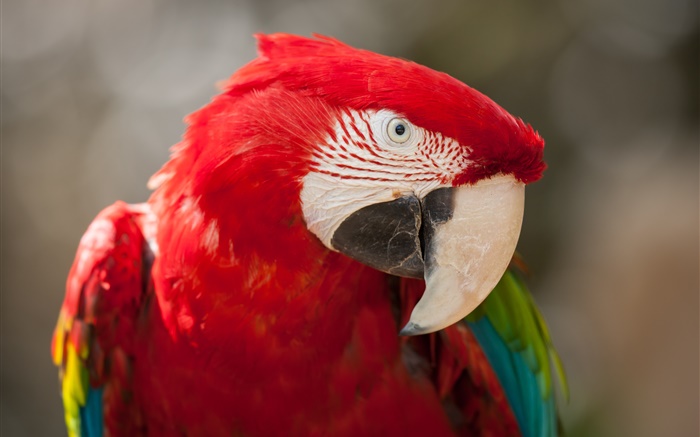 Red feather parrot close-up Wallpapers Pictures Photos Images