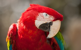 Red feather parrot close-up HD wallpaper