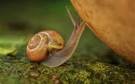 Snail close-up, insect HD wallpaper