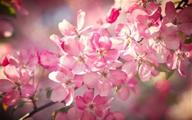 Spring, pink cherry flowers, flowering, twigs