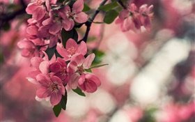 Spring, pink flowers, tree, bokeh HD wallpaper